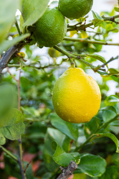柠檬挂在树枝上。图片下载