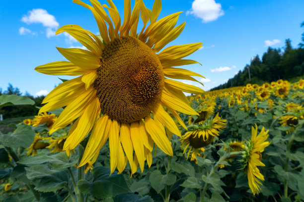 照片中的向日葵在野外美丽的背景图片下载