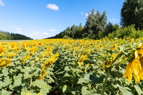 照片中的向日葵在野外美丽的背景图片下载