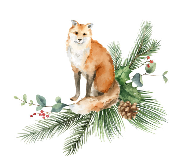 水彩向量圣诞贺卡狐狸和杉树的树枝。手绘插图的问候花明信片和邀请孤立在白色的背景。图片下载