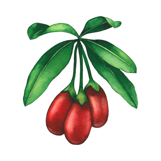 水彩画枸杞束。手绘花卉图案图片下载