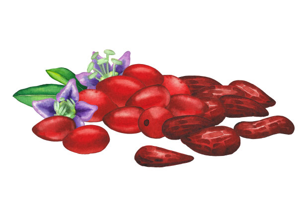 水彩画的新鲜和干燥的枸杞浆果。图片下载