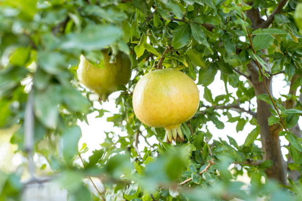 石榴树上的石榴快要成熟了图片下载