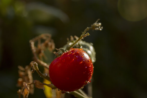 红番茄枝上的水滴图片下载