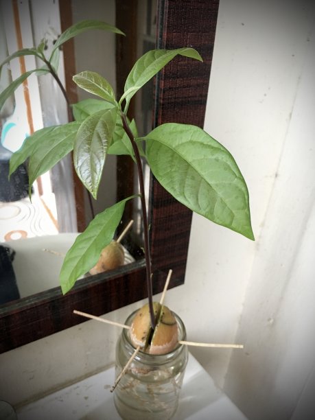 牛油果植物图片下载