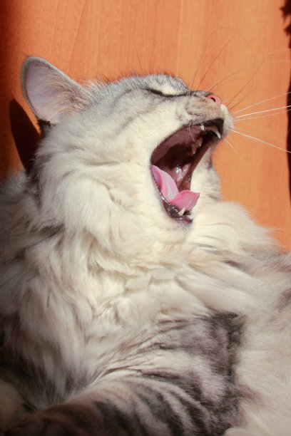 一张打呵欠的毛绒绒的猫的肖像图片下载