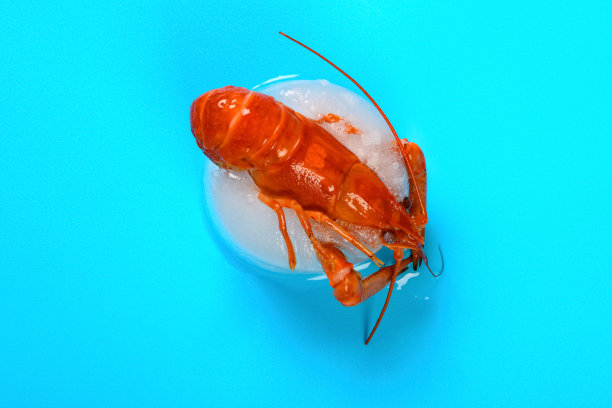 俯视图冷冻虾在解冻过程中图片下载