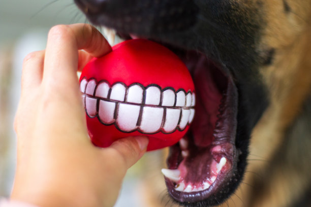 一只长着锋利白牙的狗张开大嘴，抓住了一个红色的球图片下载