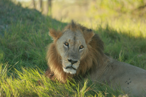 这是一只野生雄狮的特写照片。那只野狮子正躺在非洲大草原的树荫下。图片下载