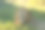 这是一只野生雄狮的特写照片。那只野狮子正躺在非洲大草原的树荫下。图片下载