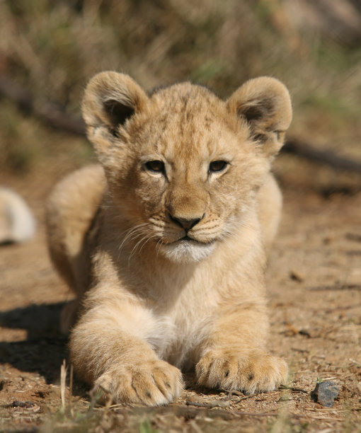 一只小狮子趴在地上看着镜头图片下载