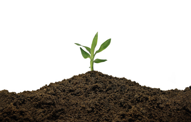 芽在土堆上生长图片下载