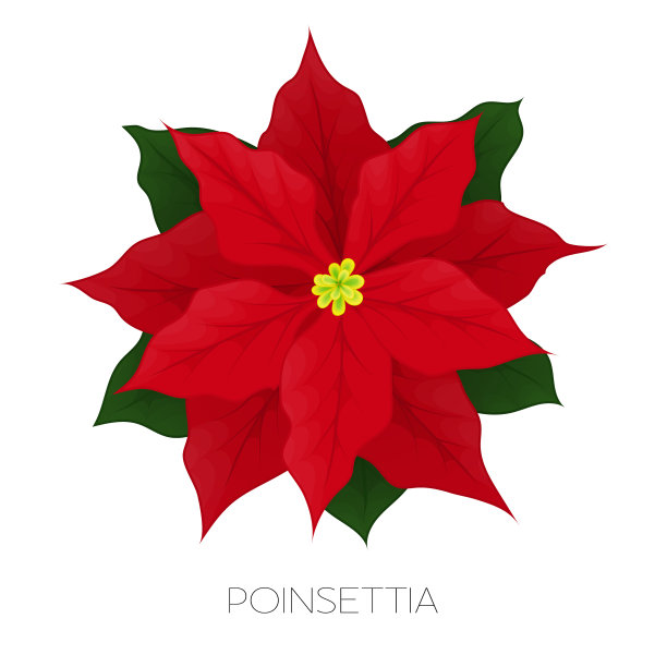 一品红花孤立在白色图标上图片下载