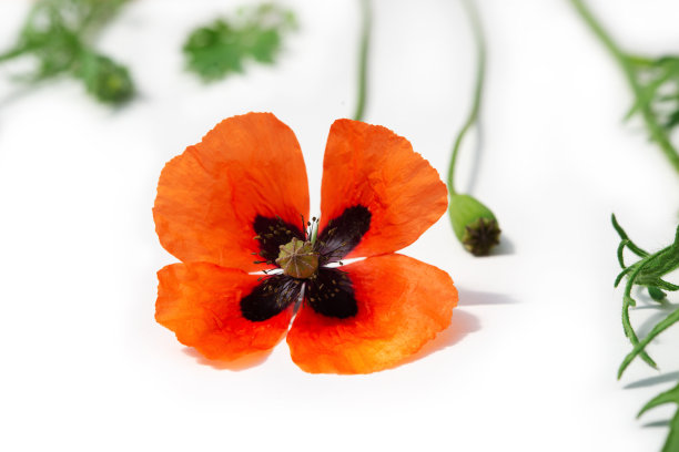 红色的田野罂粟，叶子和花蕾在白色背景上分离图片下载