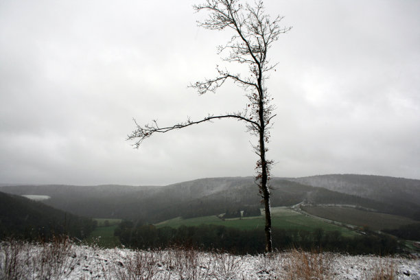 前景是一棵孤零零的小树苗，背景是群山图片下载