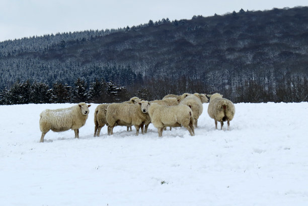一些羊在满是雪的草地上图片下载