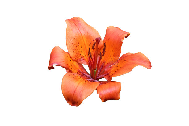 孤立在白色背景上的奥伦日虎百合图片下载
