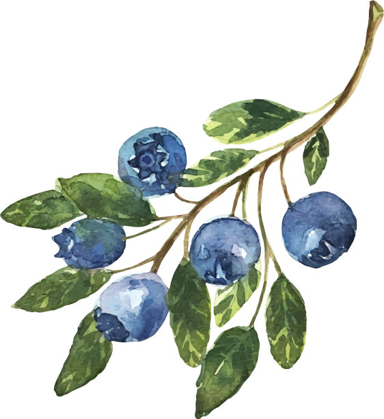 用水彩手绘的蓝莓树枝图片下载