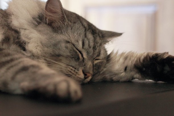 睡灰家猫图片下载