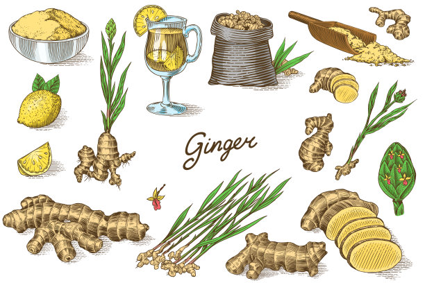 生姜，切碎的根茎，新鲜植物，袋及玻璃杯茶。矢量雕刻手绘草图。组件集合。排毒香料图片下载