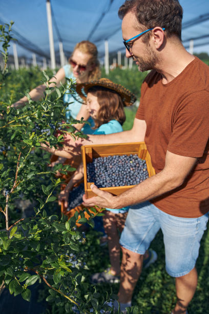 现代家庭在有机农场采摘蓝莓-家族企业的概念。图片下载