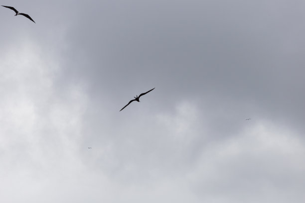 海鸟飞图片下载