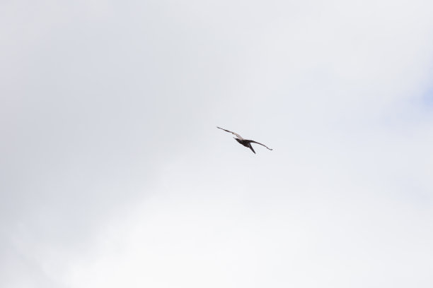 海鸟飞图片下载