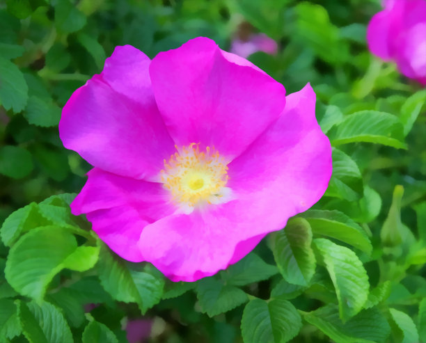 水彩花卉图案。数字Drawing-illustration。明亮的红色野玫瑰花在蓝天背景。春天的风景里有野蔷薇，野蔷薇。图片下载