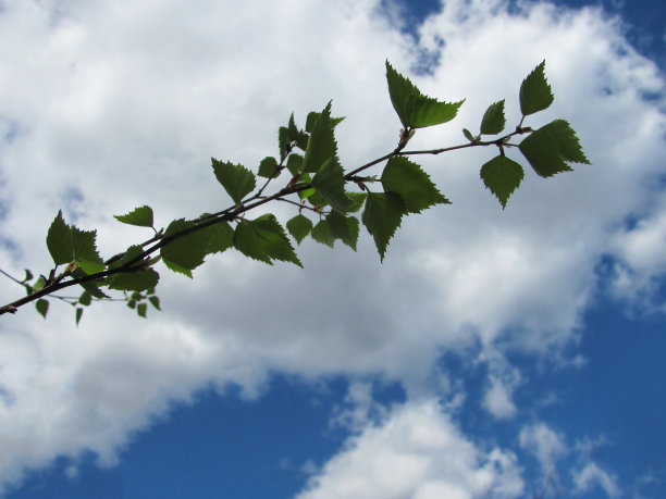 树枝以蓝天和灰云为背景图片下载