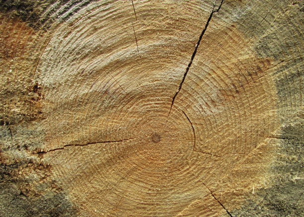 微距裂木桩纹理照片图片下载