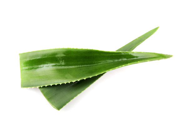 白色背景上分离的芦荟植物图片下载
