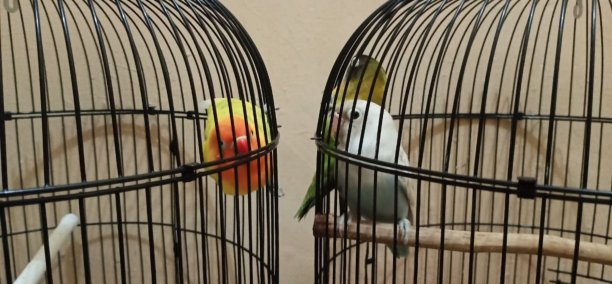 青鸟是关在笼子里图片下载