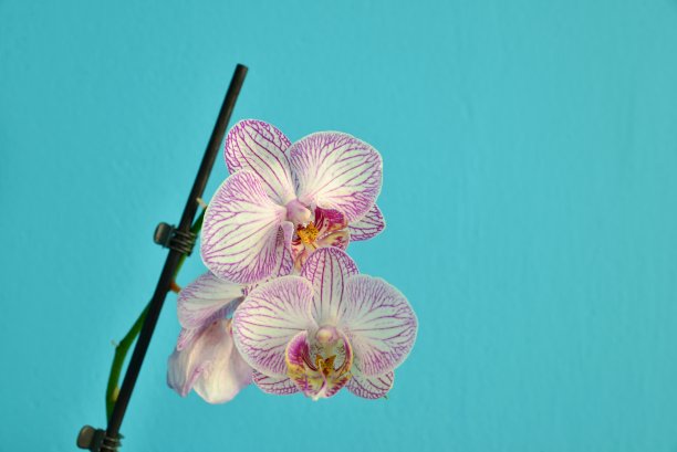 蓝色背景下的室内蝴蝶兰。图片下载