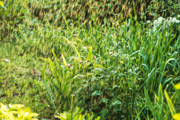 夏天的花园灌溉图片下载