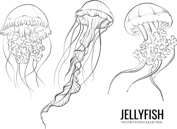 水母轮廓手绘涂鸦海洋素描图片下载