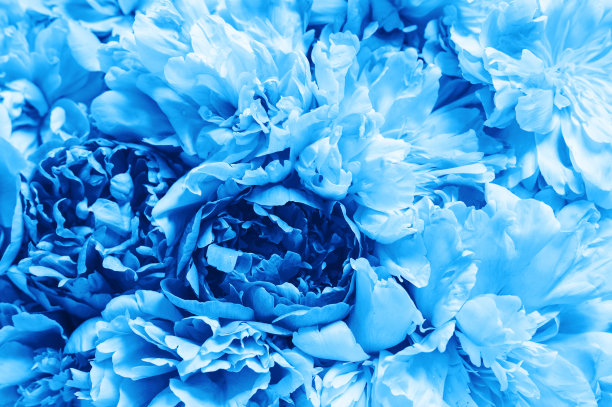 牡丹花盛开，充满活力的蓝色作为背景和活墙。色调经典的蓝色趋势2020年图片下载