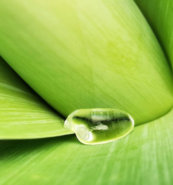 水滴在绿叶上的特写镜头图片下载