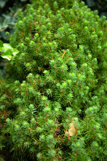 自然的绿色背景，清新的绿树背景在公园里图片下载