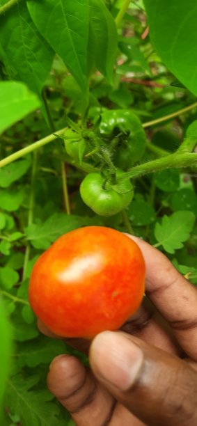 番茄在花园图片下载