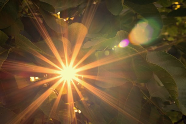 美丽的阳光透过树叶照进来图片下载