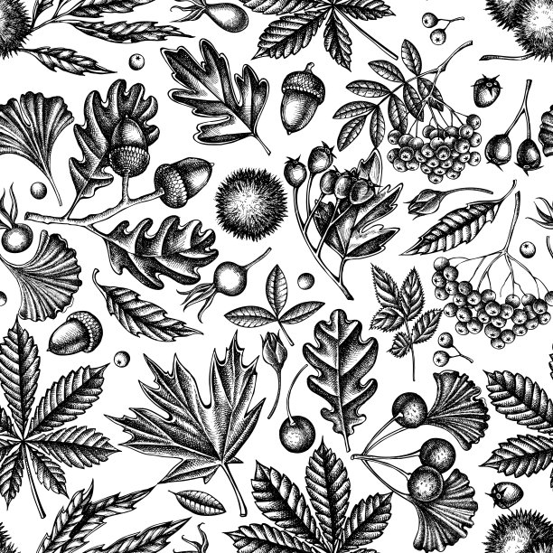 黑白蕨、狗玫瑰、花楸、银杏、枫木、橡树、七叶树、七叶树、山楂无缝图案图片下载
