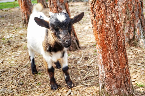 矮山羊图片下载