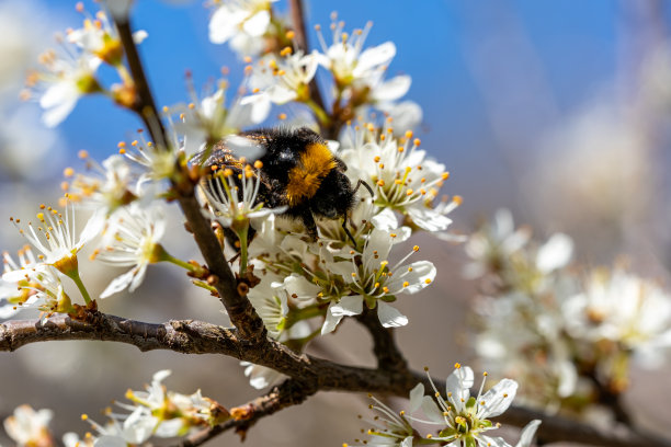 大黄蜂在春天从一棵开花的树上吮吸花蜜的特写图片下载