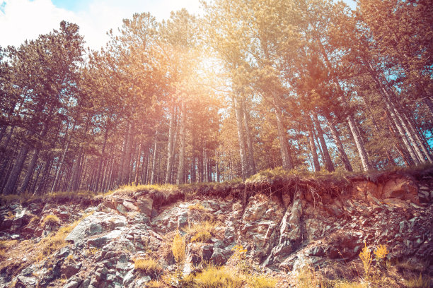 秋日林中的阳光图片下载