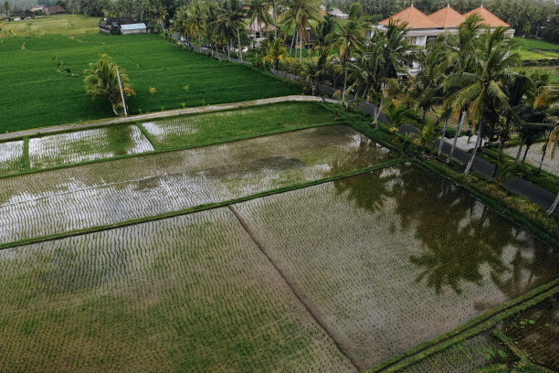 乌布地区绿色水稻田鸟瞰图。印尼巴厘岛。从无人机的照片图片下载
