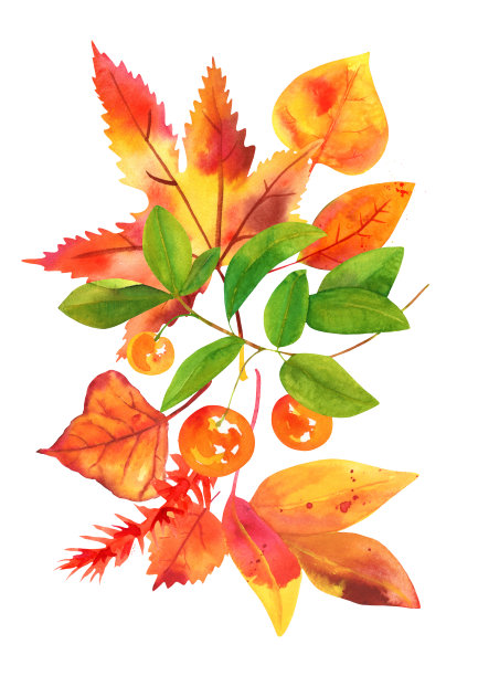 秋天的花束，水彩秋天鲜花的安排，贺卡，海报，或婚礼请柬，孤立在一个白色的背景图片下载