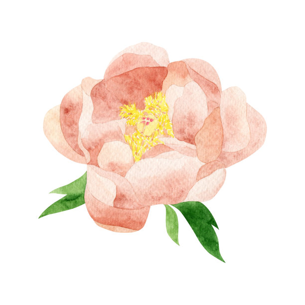 美丽的水彩画牡丹。图片下载