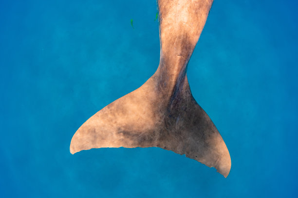 在红海中浮出水面呼吸的儒艮图片下载