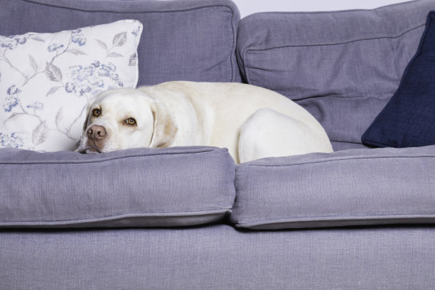 沙发上的黄色拉布拉多寻回犬图片下载