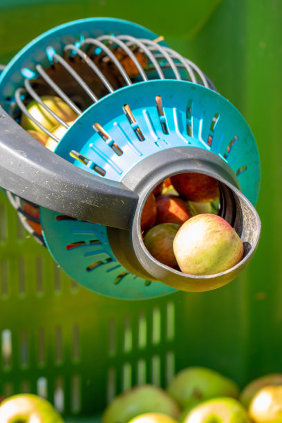 苹果丰收图片下载